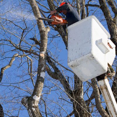 types of tree trimming